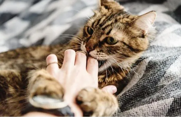 5202317135254661086125